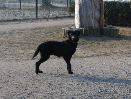 Photo de Djo la balafre, CHIEN X labrador Noir