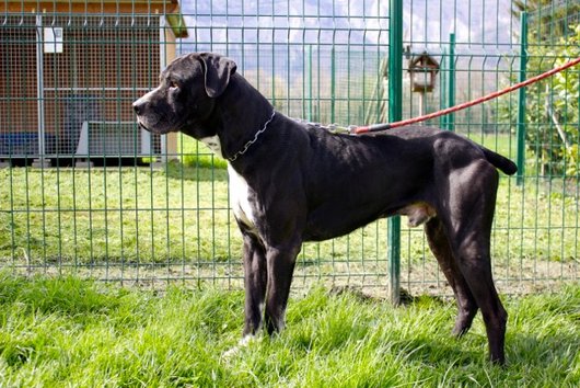 Photo de Sultan, CHIEN X cane corso Noir