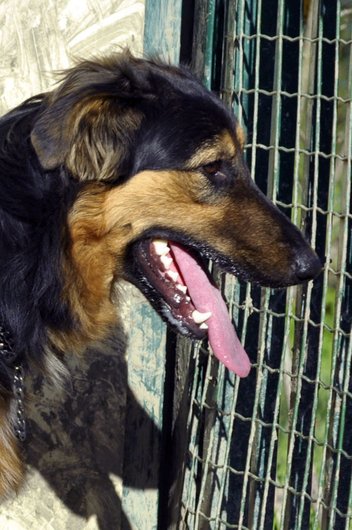 Photo de Hera, CHIEN X berger Noir et feu