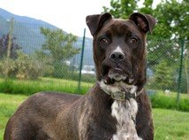 Photo de Goliath, CHIEN X boxer Marron charbonnee