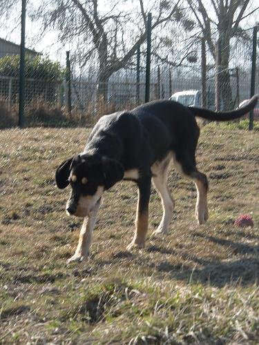 Photo de Gabin, CHIEN X bruno du jura Noir et feu