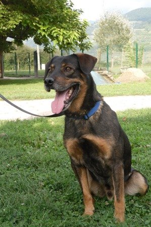 Photo de Atos, CHIEN Berger Fauve manteau gris