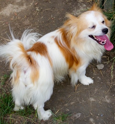 Photo de Leo, CHIEN X epagneul nain continental Blanc tacheté orange