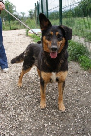 Photo de Noe, CHIEN Xberger Noire et feu