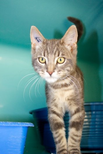 Photo de Haricot, CHAT Europeen Tigree gris et beige