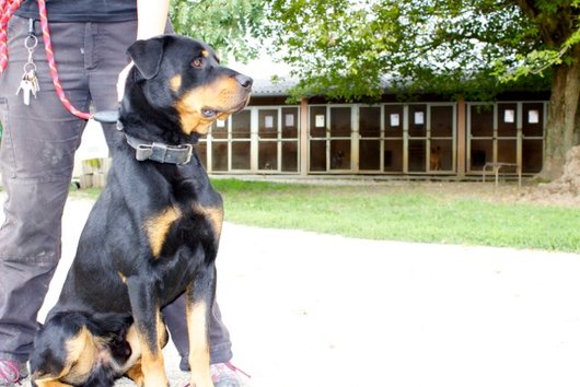 Photo de Kyser, CHIEN Croise rott Noir et feu