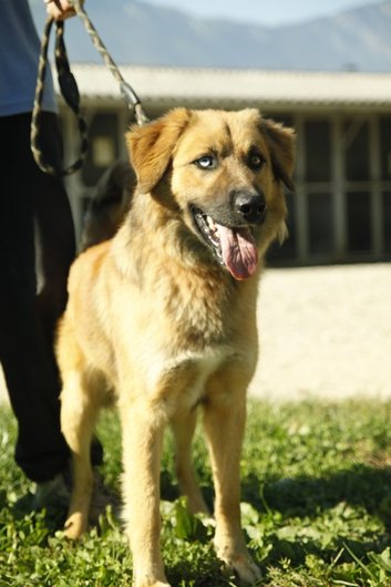 Photo de Grisou, CHIEN X leonberg Fauve masque noir