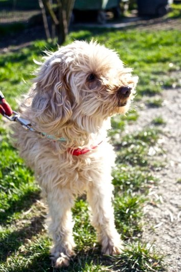 Photo de Chipie, CHIEN X caniche Abricot
