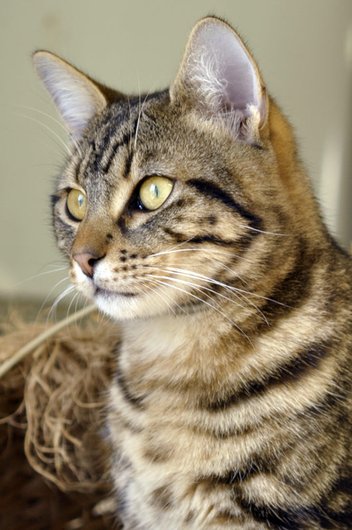 Photo de Tarzan, CHAT Europeen Tigré brun