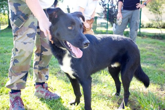 Photo de Sony, CHIEN Labrador x husky Noir