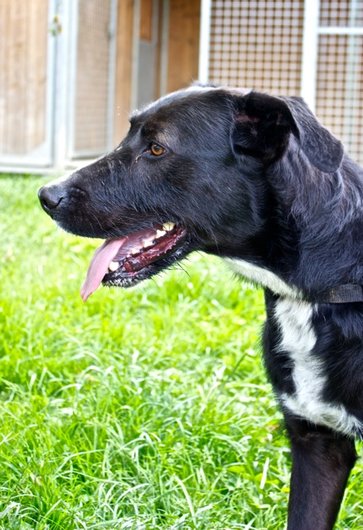 Photo de Snoopy, CHIEN Labrador x griffon Noir
