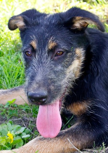Photo de Ioni, CHIEN X griffon Noir et feu