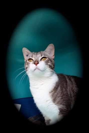 Photo de Filou, CHAT Europeen Tigre gris et blanc