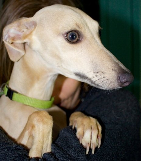 Photo de Italie, CHIEN Petit levrier italien Beige