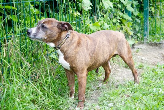 Photo de Lea, CHIEN X boxer Bringé