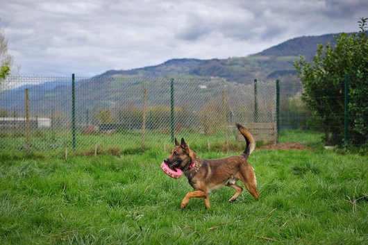 EDGE Type berger belge malinois 12 ans (dont 7 de refuge) APAGI LE VERSOUD (38) Edge-chien-male-berger-belge-malinois-fauve-charbonne-masque-noir-3.jpg__530x530_q85_subsampling-2