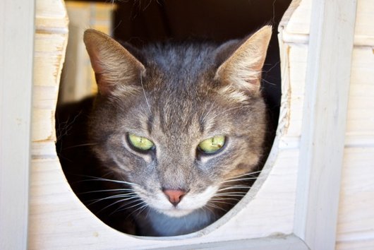 Photo de Daddy, CHAT Europeen Tigre gris et blanc