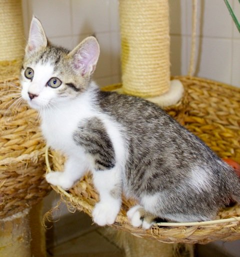 Photo de Ikky, CHAT Europeen Tigre et blanc