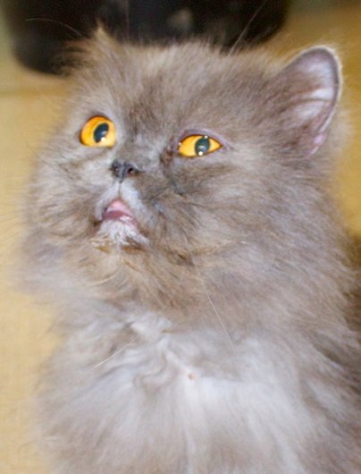 Photo de Barbie, CHAT Persan Grise