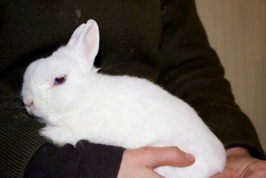 Photo de Pan pan, NAC Lapin nain Blanche