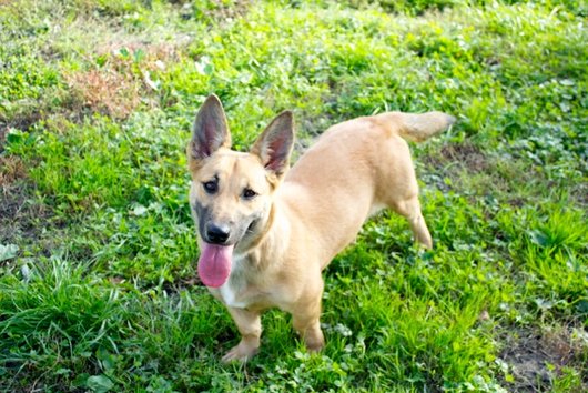 Photo de Houka, CHIEN X welsh corgi Fauve masque noir