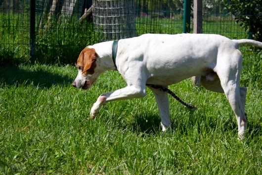 Photo de Ajax, CHIEN Pointer anglais Lemon