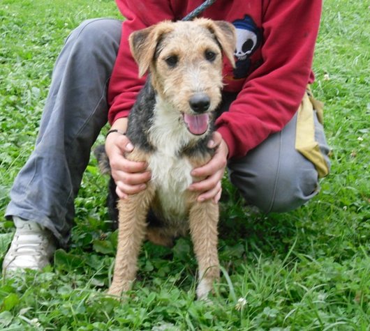 Photo de Beauty, CHIEN Fox terrier Noire et fauve