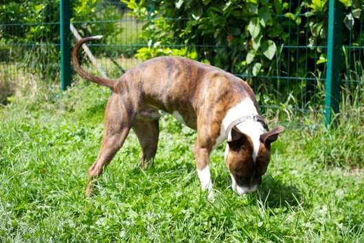 Photo de Toopac, CHIEN X staffie Bringe et blanc