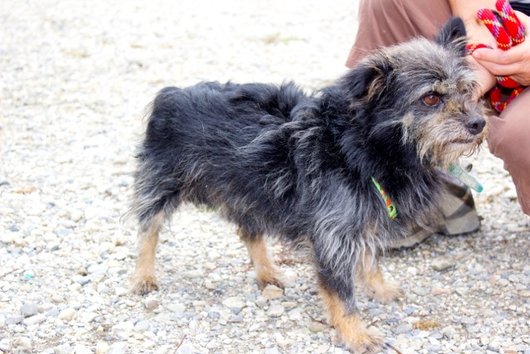 Photo de Cuby, CHIEN Griffon x borded terrier Noir et feu