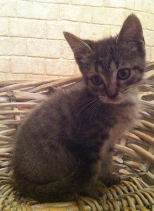Photo de Alka, CHAT Europeen Gris tabby