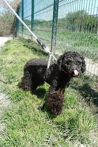 Photo de Pep's, CHIEN Caniche nain Noir