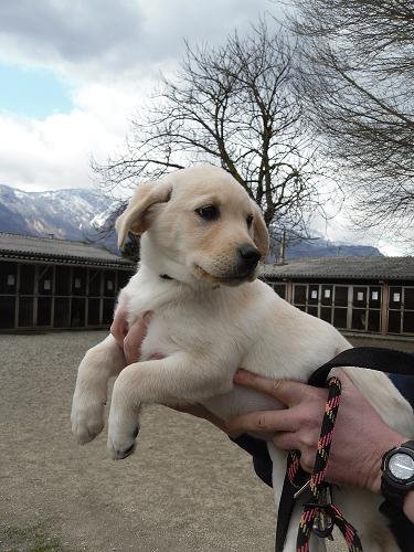 Photo de Gallia, CHIEN Labrador Sable