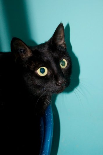 Photo de Bianca, CHAT Europeen Noir