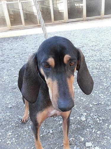 Photo de Niky, CHIEN X bruno du jura Noir et feu