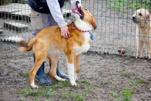Photo de Happy, CHIEN X border collie Fauve et blanc