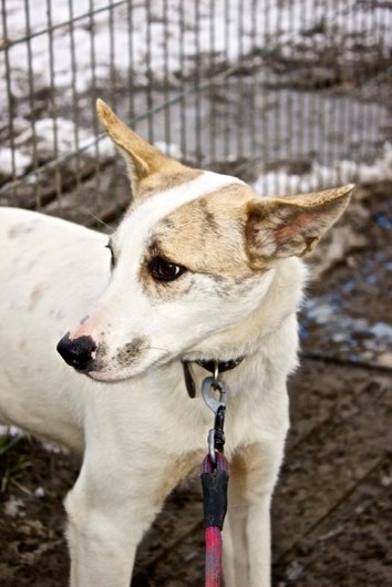 Photo de Kaila, CHIEN Commune Blanc