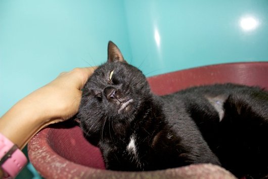 Photo de Etnik, CHAT Europeen Noire