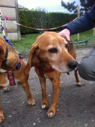 Photo de Verone, CHIEN X beagle Noir et feu