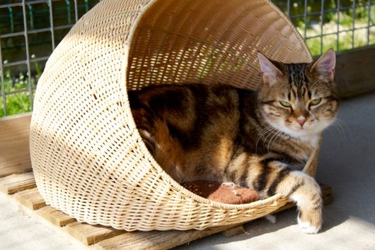 Photo de Haro, CHAT Europeen Tigre et blanc