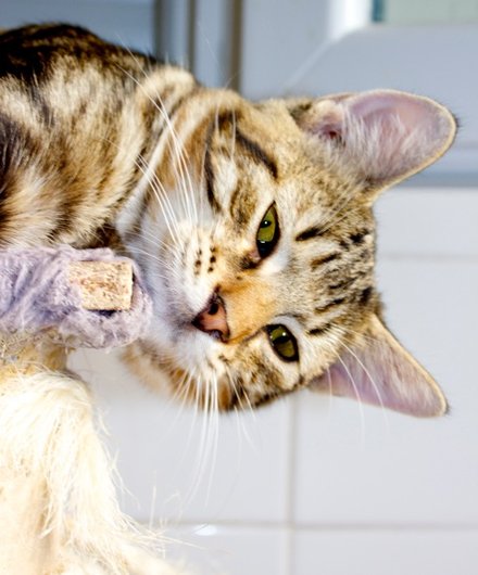 Photo de Kesium, CHAT Europeen Tigré