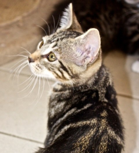 Photo de Inca, CHAT Europeen Tigre chausson blanc