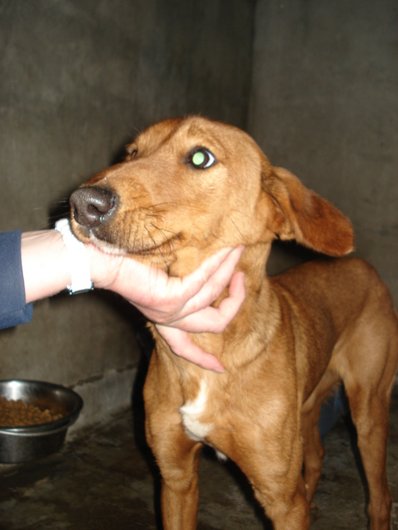Photo de Roxy, CHIEN Type berger Roux clair