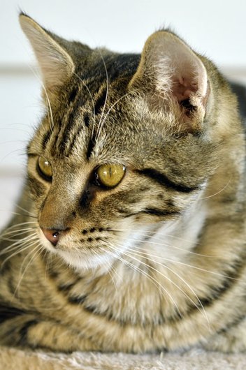 Photo de Kesium, CHAT Europeen Tigré