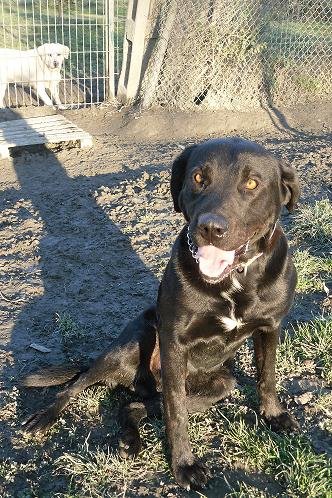 Photo de Mozart/airox, CHIEN Labrador Noire