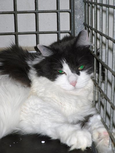 Photo de Princesse, CHAT Europeen Gris et blanc angora