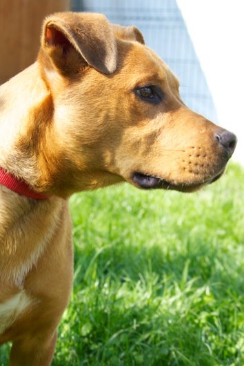 Photo de Hyron, CHIEN X berger Fauve charbonne