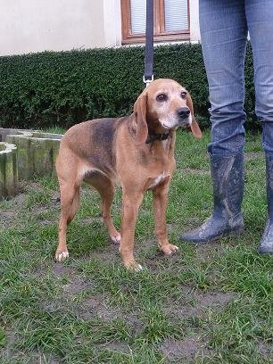 Photo de Verone, CHIEN X beagle Noir et feu