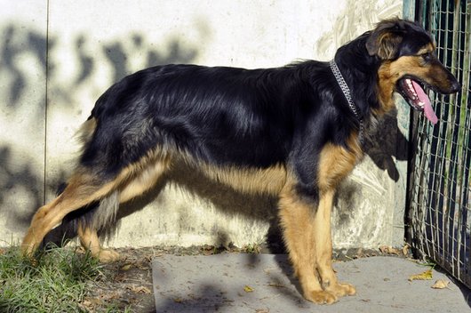 Photo de Hera, CHIEN X berger Noir et feu
