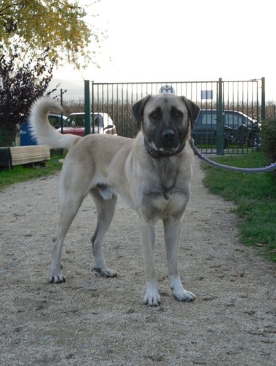 Photo de Pacha, CHIEN X berger Beige masque noir