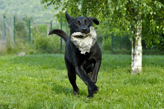 Photo de Dixon, CHIEN Labrador x beauceron Noir